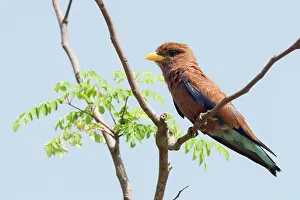 Gambia: Broad-billed Roller