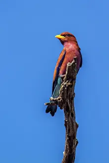 Broad-billed Roller in Kruger National park, South