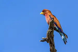 Gonarezhou: Broad-billed Roller in Kruger National park, South