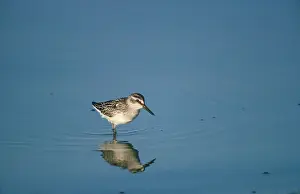 Falcinellus: BROAD-BILLED SANDPIPER