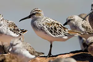 Falcinellus: Broad-billed Sandpiper dozing at high tide