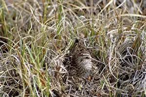 Falcinellus: Broad-billed Sandpiper - on nest