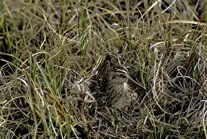 Falcinellus: Broad-billed Sandpiper - on nest