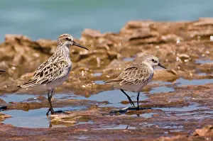Ruficollis: Broad-billed Sandpiper and Red-necked Stint (Calidris