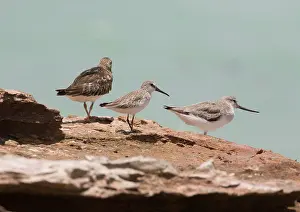 Sibiricus: Broad-billed Sandpiper in winter plumage