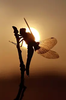 Bodied: Broad-bodied Chaser