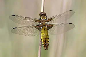 Bodied: Broad-bodied Chaser