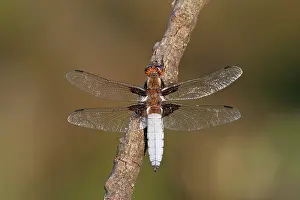 Bodied: Broad-bodied Chaser