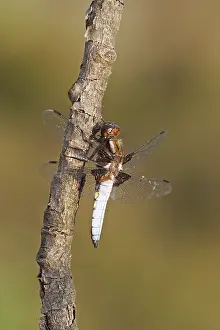 Bodied: Broad-bodied Chaser