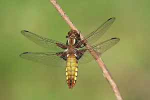 Bodied: Broad-bodied Chaser