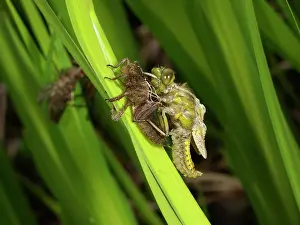 Leaving: Broad bodied Chaser