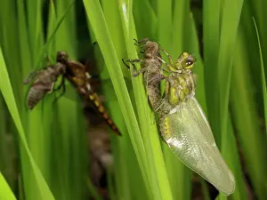 Bodied: Broad bodied Chaser