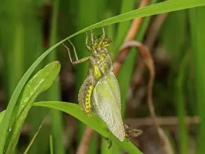 Bodied: Broad bodied Chaser