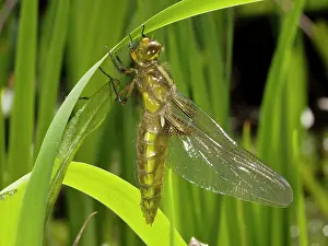 Bodied: Broad bodied Chaser