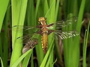 Ready: Broad bodied Chaser