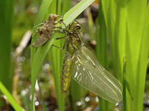 Bodied: Broad bodied Chaser