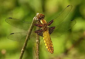 Bodied: Broad bodied Chaser