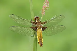 Bodied: Broad bodied Chaser