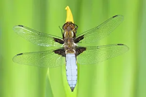 Bodied: Broad-bodied Chaser Dragonfly - Male on yellow flag