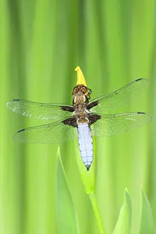 Bodied: Broad-bodied Chaser Dragonfly - Male on yellow flag