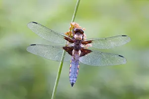 Bodied: Broad Bodied Chaser - dragonfly resting on vegetation