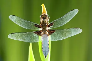 Bodied: Broad Bodied Chaser Dragonfly - warming on Yellow Iris