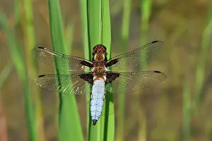 Bodied: Broad Bodied Chaser male