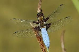 Bodied: Broad-bodied Chaser male Aargau Jura Park