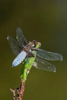 Bodied: Broad-bodied Chaser - male on Iris seed pod