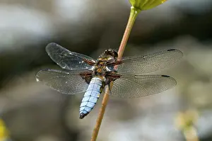 Bodied: Broad-bodied Chaser - Male perched on flower stem