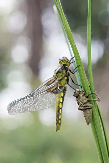 Bodied: Broad Bodied Chaser - Newly Emerged - UK