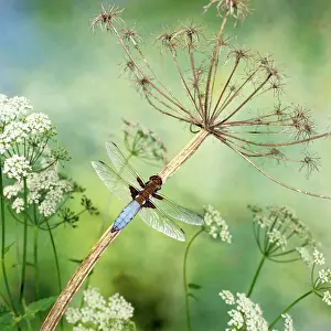 Bodied: Broad-Bodied Libellula Dragonfly