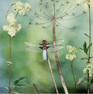 Bodied: Broad-bodied Libellula - Male