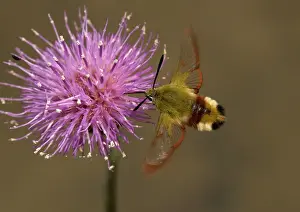Thistles: Broad-bordered bee hawk-moth, feeding at meadow