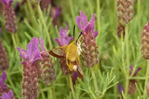 Hemaris: Broad Bordered Bee Hawk Moth - on French Lavender flower