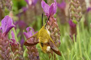 Hemaris: Broad Bordered Bee Hawk Moth - on French Lavender flower