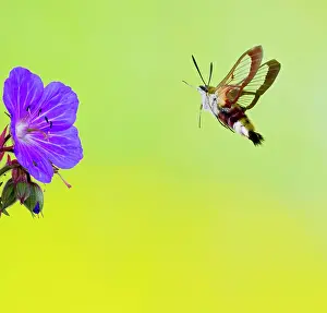 Hemaris: Broad-bordered Bee Hawkmoth - approaching flower