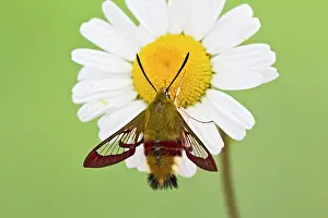 Antennaes: Broad-bordered Bee Hawkmoth - on flower