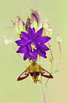 Hemaris: Broad-bordered Bee Hawkmoth - in garden