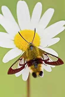 Antennaes: Broad-bordered Bee Hawkmoth - in garden