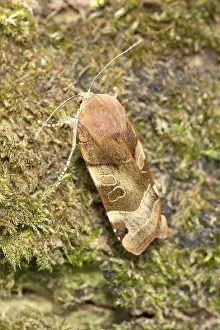 Underwing: Broad-bordered Yellow Underwing