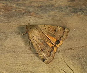 Noctuidae: Broad-bordered yellow underwing moth