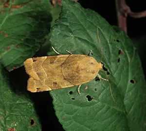 Noctuidae: Broad-bordered yellow underwing moth