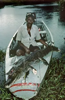 Caimans: Broad-footed / Broad-snouted Caiman - dead with hunter