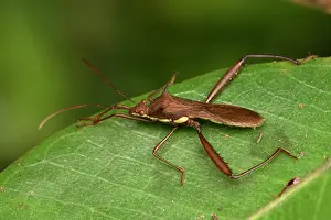 Andasibe: Broad-headed bug (Alydidae sp) on a leaf, Andasibe