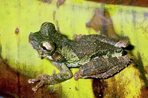 Buckleyi: Broad-headed Treefrog