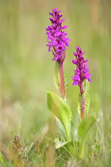 Callantsoog: Broad Leaf Marsh Orchid