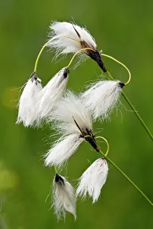Eriophorum: Broad-leaved Cotton-grass - in fruit - Fen