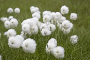 Cottonsedge: Broad-leaved Cotton-grass - with seed heads in