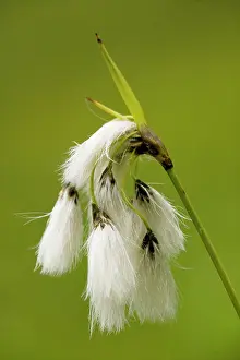 Eriophorum: Broad-leaved Cotton-grass - uncommon fen plant in UK